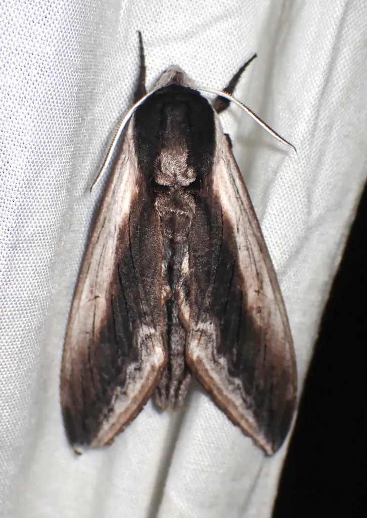 Wild Cherry Sphinx - Hodges#7812 - photo 2