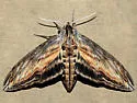 Franck's Sphinx - Hodges#7808 - photo 2