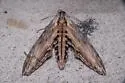 Franck's Sphinx - Hodges#7808 - photo 4