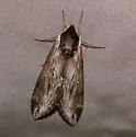 Apple Sphinx - Hodges#7810