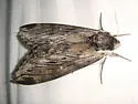 Apple Sphinx - Hodges#7810 - photo 4