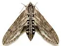 Incense Cedar Sphinx - Hodges#7804