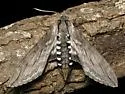Incense Cedar Sphinx - Hodges#7804 - photo 2