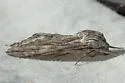Incense Cedar Sphinx - Hodges#7804 - photo 3
