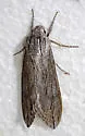 Incense Cedar Sphinx - Hodges#7804 - photo 4