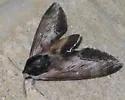 Clemens' Sphinx - Hodges#7811