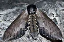 Clemens' Sphinx - Hodges#7811 - photo 2