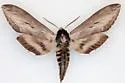 Sphinx oslari - Hodges#7810.2 - Sphinx oslari