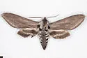 Sphinx oslari - Hodges#7810.2 - photo 2