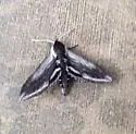 Elegant Sphinx - Hodges#7805