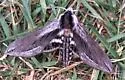 Elegant Sphinx - Hodges#7805 - photo 2