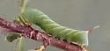 Elegant Sphinx - Hodges#7805 - photo 4