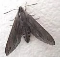 Sphinx sequoiae - Hodges#7814