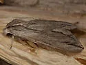 Sphinx sequoiae - Hodges#7814 - photo 3
