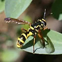 Sphiximorpha cylindrica