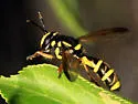Sphiximorpha cylindrica - photo 2