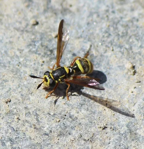 Sphiximorpha durani