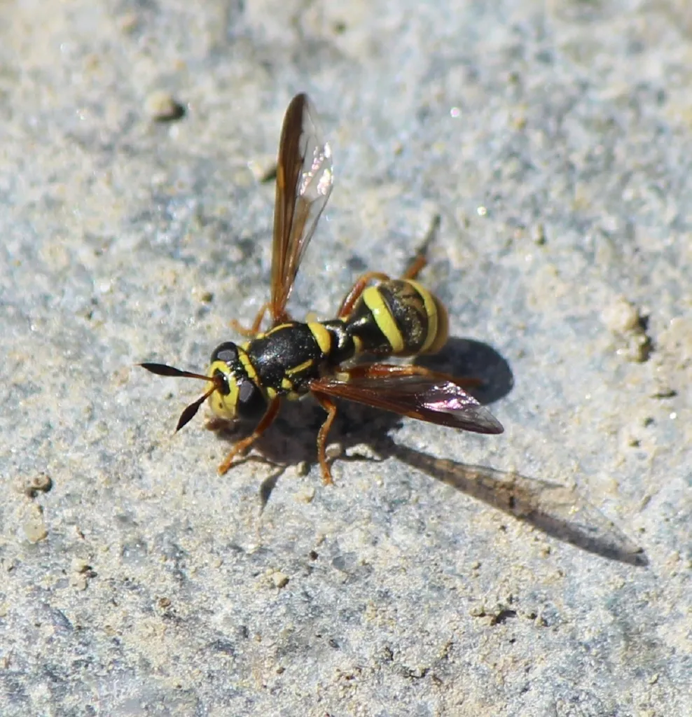 Sphiximorpha durani - photo 2