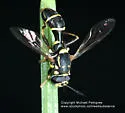 Sphiximorpha willistoni