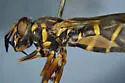 Sphiximorpha willistoni - photo 4
