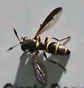 Sphiximorpha willistoni - photo 5