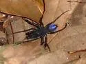 Abbot purseweb spider