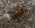 Abbot purseweb spider - photo 3