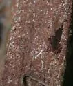 Abbot purseweb spider - photo 4