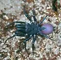 Abbot purseweb spider - photo 5