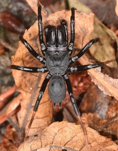 Atlantic purseweb spider
