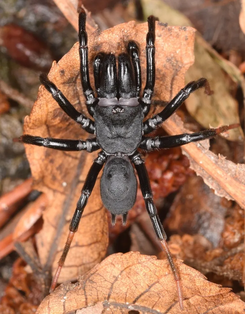 Atlantic purseweb spider - photo 2