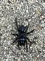 Black purseweb spider