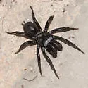Black purseweb spider - photo 2