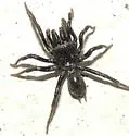Black purseweb spider - photo 3