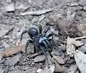 Black purseweb spider - photo 4
