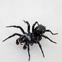 Black purseweb spider - photo 5