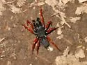 Redlegged purseweb spider