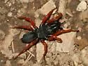 Redlegged purseweb spider - photo 2