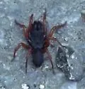 Redlegged purseweb spider - photo 3