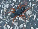 Redlegged purseweb spider - photo 4