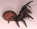Redlegged purseweb spider - photo 5