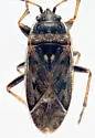 Sphragisticus nebulosus - Sphragisticus nebulosus