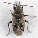 Sphragisticus nebulosus - photo 2