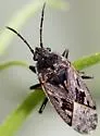 Sphragisticus nebulosus - photo 3