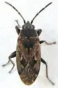 Sphragisticus nebulosus - photo 4