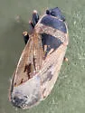 Sphragisticus nebulosus - photo 5