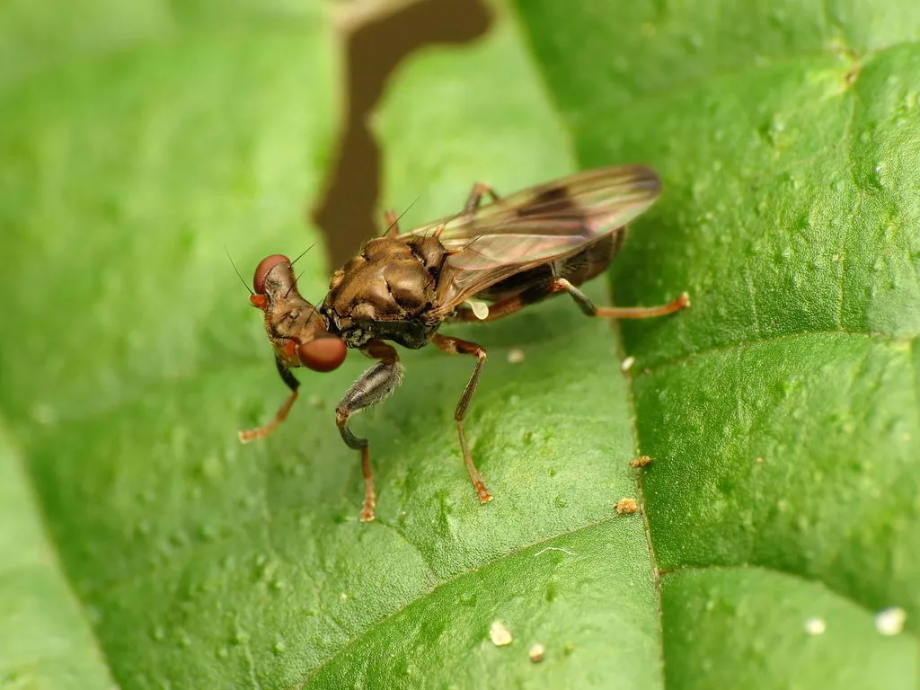 Sphyracephala brevicornis - photo 2