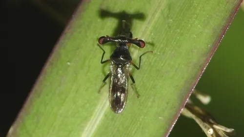 Sphyracephala detrahens