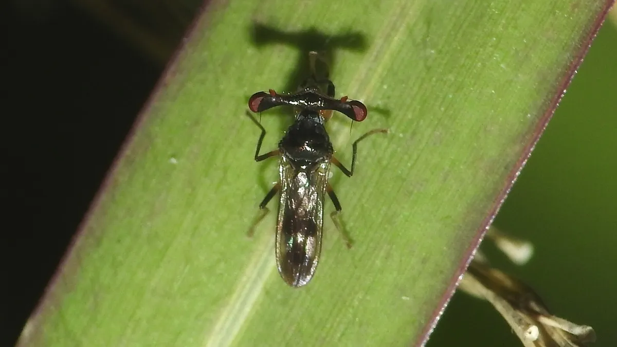 Sphyracephala detrahens - photo 3