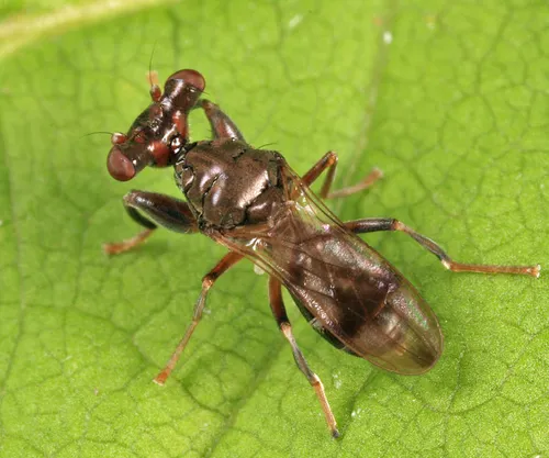 Sphyracephala subbifasciata - photo 2